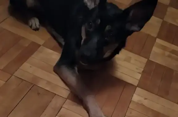 Собаки потеряшки, Нижний Новгород, фото: Потеряшка собака Тина около Белого города, Нижний Новгород