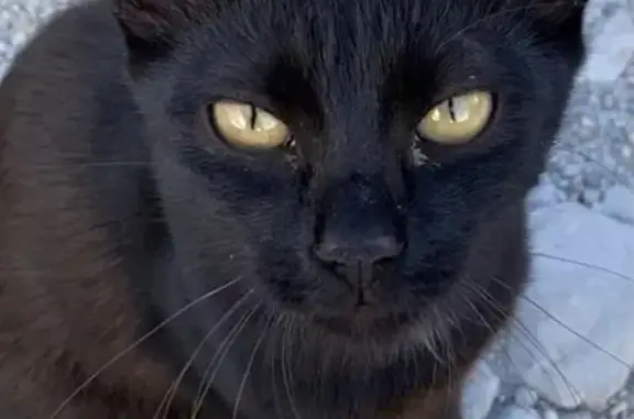 Пропала черная кошка с белой звездочкой на груди в Геленджике
