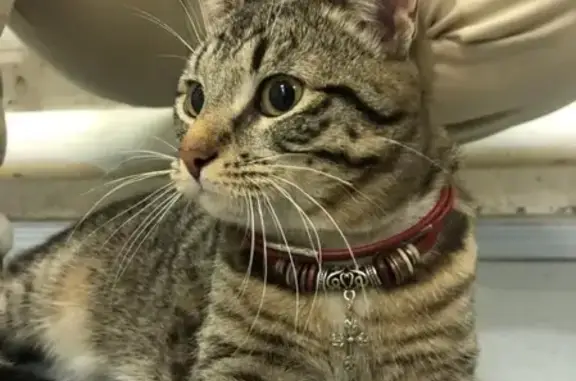 Найден котик с красным шнурком в Москве