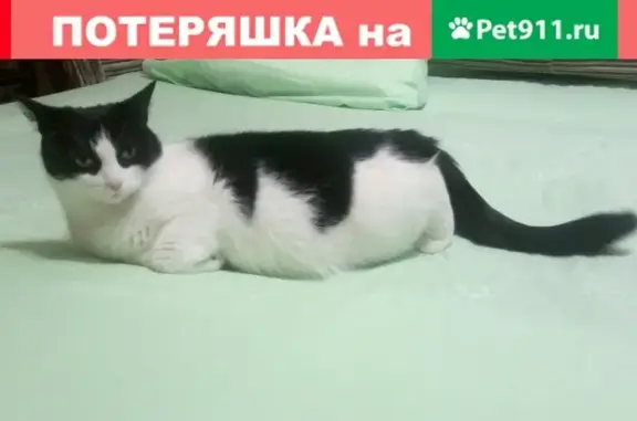 Кошки потеряшки, Санкт-Петербург, фото: Потеряшка домашняя кошка в Санкт-Петербурге