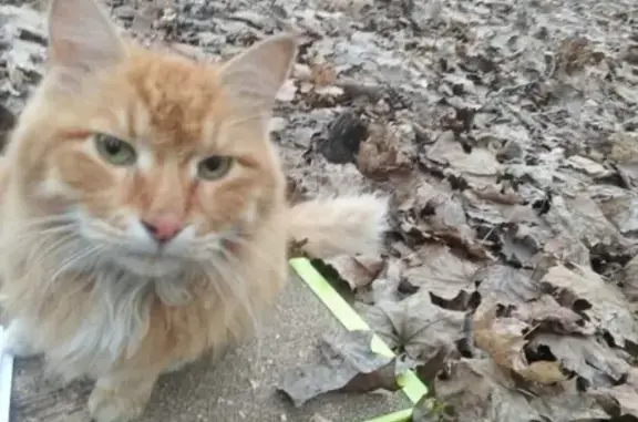 Найдена кошка в районе Ивановское, ищем хозяина!