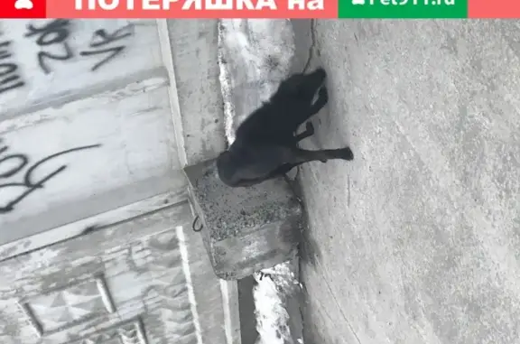 Найдена собака на парковке в Новосибирске