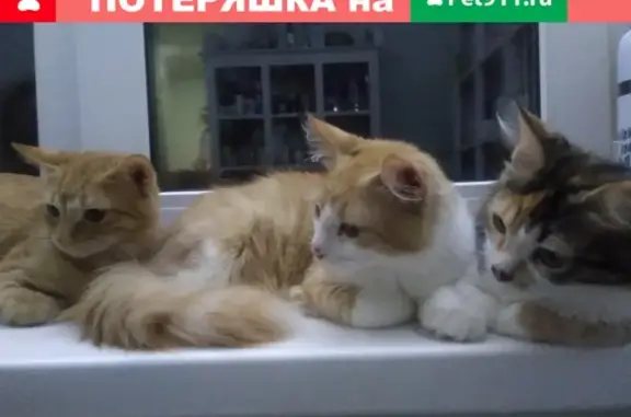 Пропала пятнистая кошка и бело-рыжий кот в Тольятти