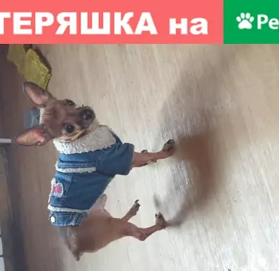 Собака найдена в пос. Степановка, Томск, Россия