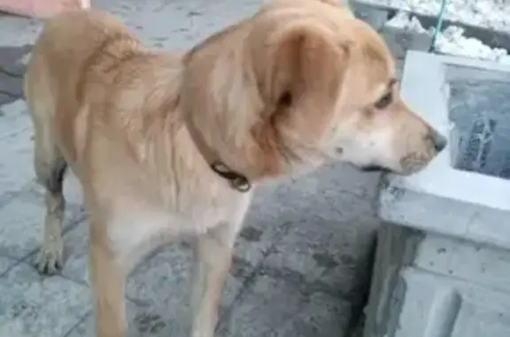 Найден щенок на Кирзаводской улице, Новосибирск