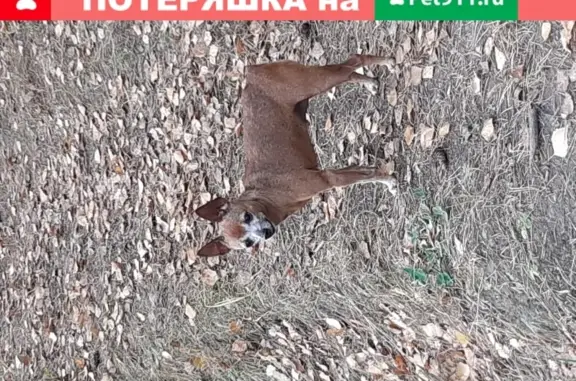 Собаки потеряшки, Томск, фото: Потеряшка рыжая той-терьер на Моряковском Затоне, вознаграждение! (39 символов)