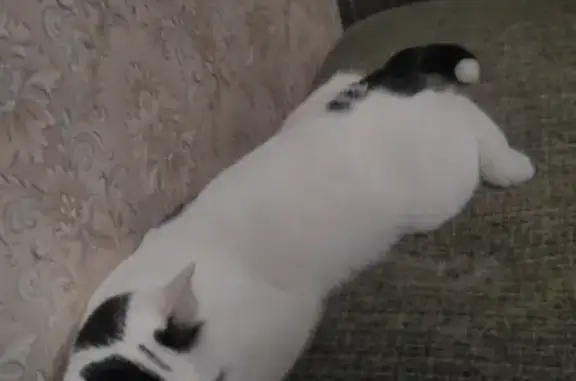 Кошки потеряшки, Санкт-Петербург, фото: Потеряшка кошка Ася на пр. Наставников 29 к3