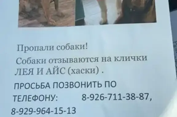 Пропала собака в деревне Прохорово, Московская область