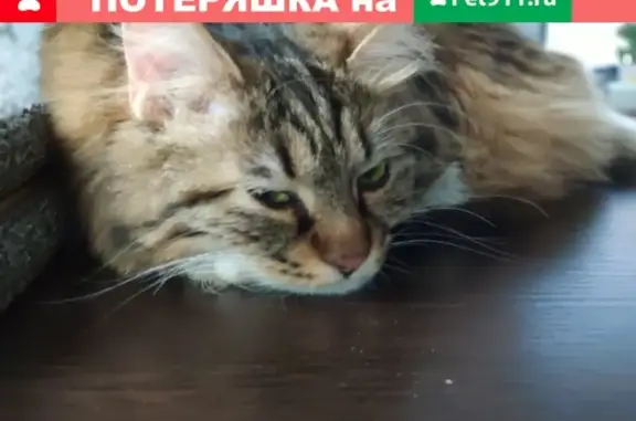Пропала кошка в Новосибирске, микрорайон Правые Чёмы, ул. 2-я Миргородская, 3