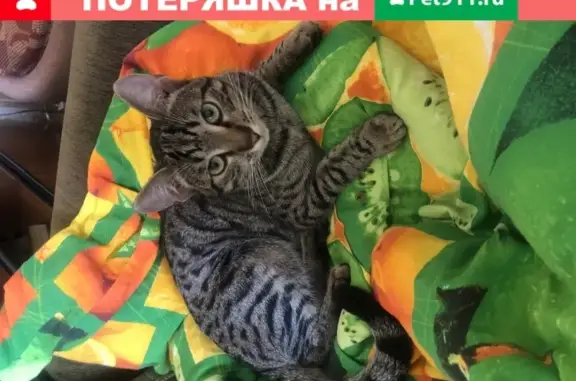 Пропала кошка Кот на Клинской, без ошейника и чипа