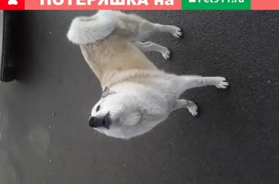 Найдена собака возле магазина на пр-кт Королева 3\1 в Ростове-на-Дону