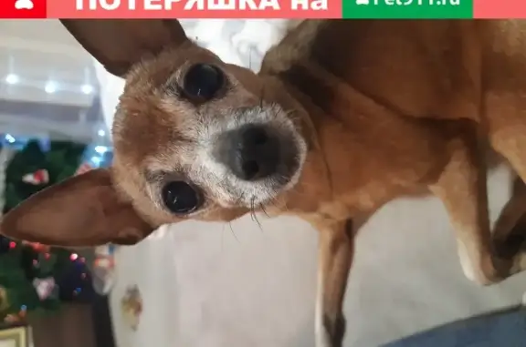 Собаки потеряшки, Томск, фото: Потеряшка рыжая той-терьер в Моряковском Затоне, Томск