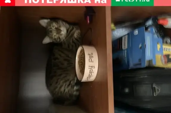 Пропала кошка Мелисса в Москве (29 символов)