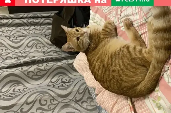 Пропала кошка в Белгороде