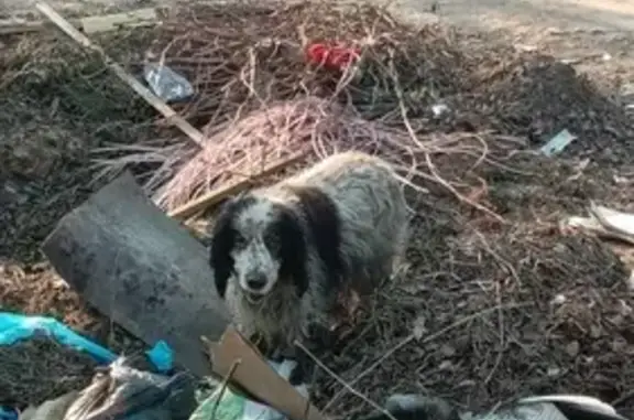 Собака найдена возле станции Удельная (14 апреля, 17:03)