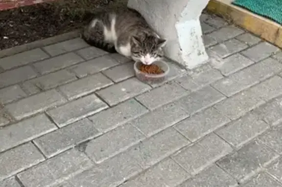 Ласковый кот найден в Хорошево-Мневниках