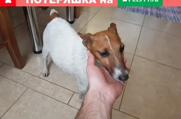 Собака Джек Рассел терьер найдена возле Пролетарской 35, Тула