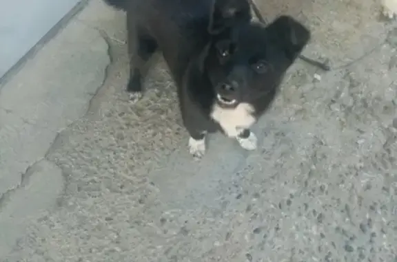 Найдена молодая собачка в Краснодаре на ул. Онежская