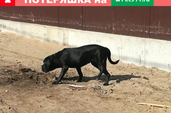 Найдена крупная породистая собака без ошейника в СПб