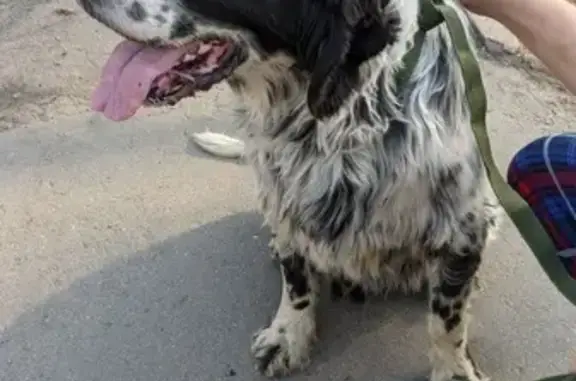 Найдена собака в Мытищах без ошейника