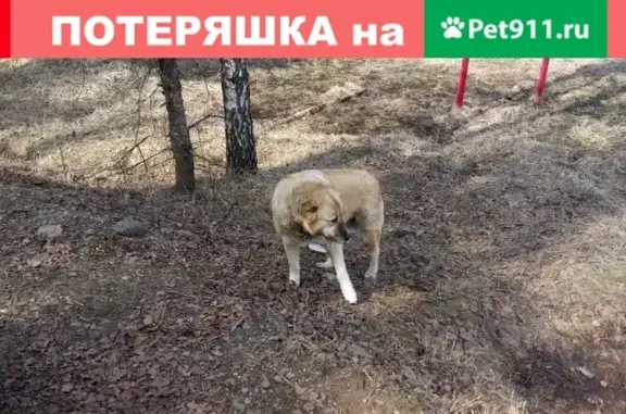 Найдена собака в Москве, поселение Новофёдоровское