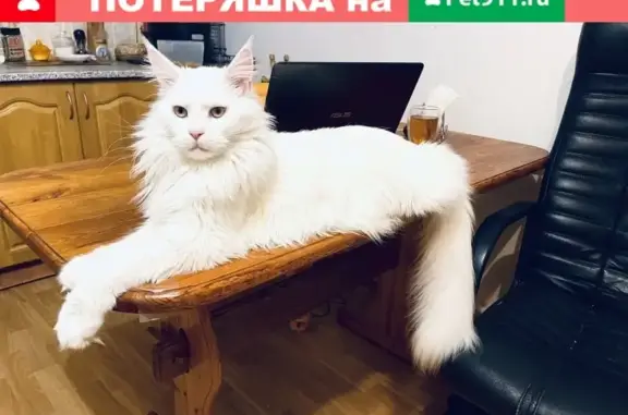 Пропала белая кошка в Лобне, ул. Партизанская, д.9