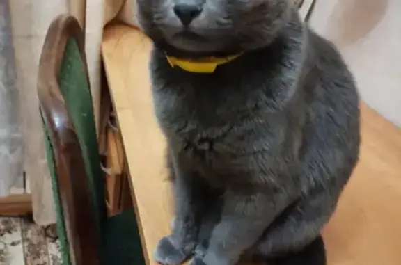 Потерянные животные Сергиев Посад, фото: Пропала кошка Альфа с оранжевым ошейником в Сергиевом Посаде на пр. Красной Армии.