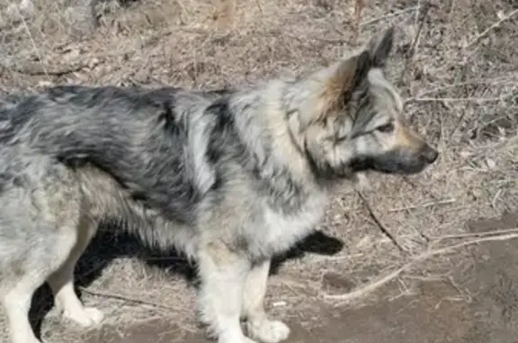 Найдена собака Мальчик на остановке Индустриальный поселок, Хабаровск