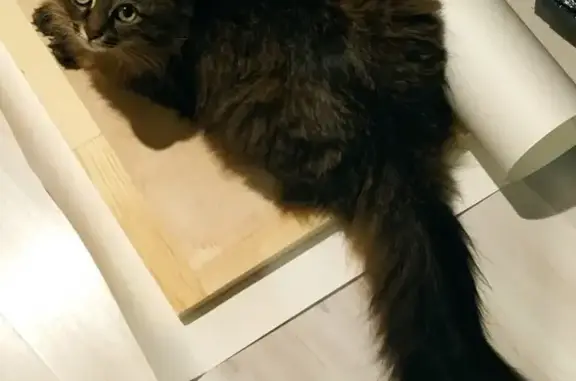 Кошки потеряшки, Казань, фото: Потеряшка кот Федя на Роторной улице в Казани