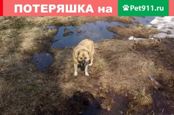 Найдена собака рыжий алабай в ТИНАО, СНТ Лесное, Белоусово.