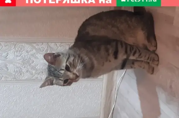 Найден котенок на ул. Аверкиева, Краснодар