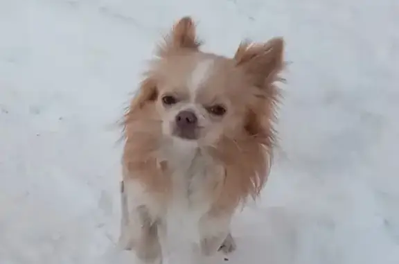 Собаки потеряшки, Томск, фото: Потеряшка собака ЧИХУХУА в Томске, ул. Петра Великого 1