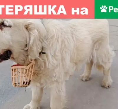 Потерянный пес Спокойный в Москве.