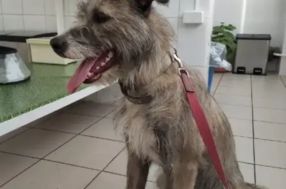 Найдена собака в красногвардейском районе, СПб
