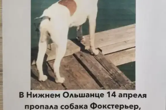 Пропала собака Мася в с. Нижний Ольшанец, Белгород