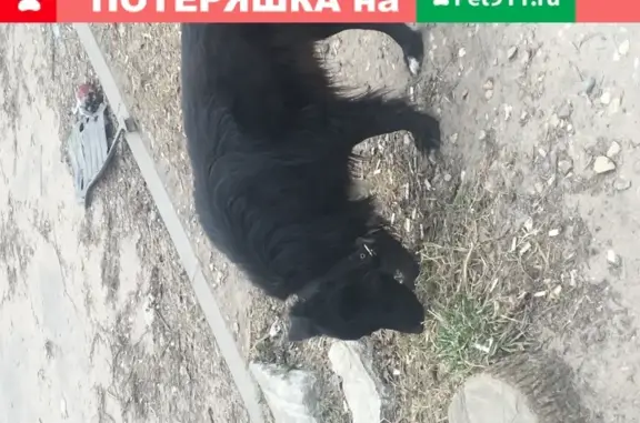 Найдена собака в Твери с белым пятном на груди