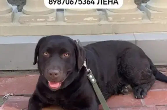 Найдена собака на улице Беломорская, Казань