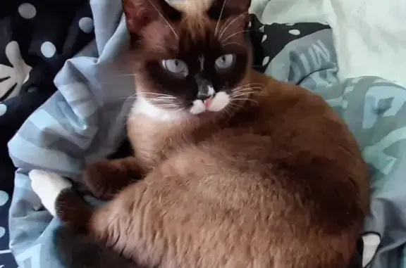 Кошки потеряшки, Казань, фото: Потеряшка кошка тайской породы в Казани