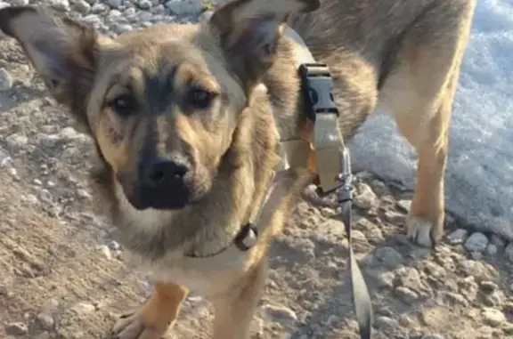 Пропала собака в Серпухове на Борисовском шоссе