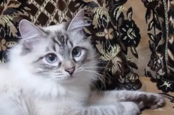 Кошки потеряшки, Казань, фото: Потеряшка кот породы Невская маскарадная в Казани на ул. Окольная 94а