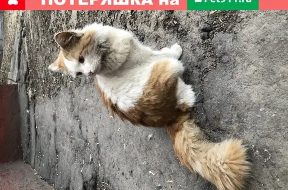 Найдена кошка в Люблино, Москва - ищет дом