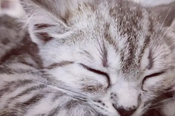 Кошки потеряшки, Казань, фото: Потеряшка кошка Мишель в Казани