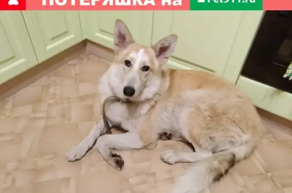 Найдена собака возле парка Сормовский, ул. Энгельса 3