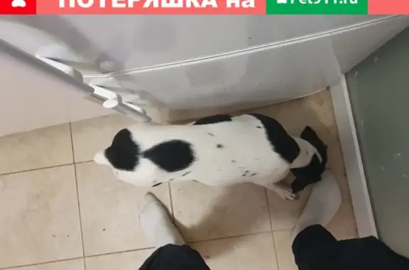 Собака найдена на МЦК Бульвар Рокоссовского