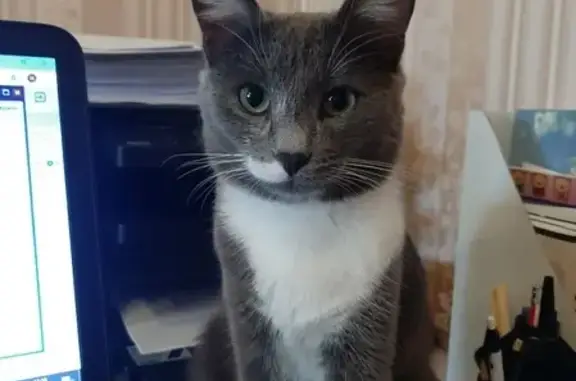 Кошки потеряшки, Казань, фото: Потеряшка кошка Тимоша в Каменке, Казань.