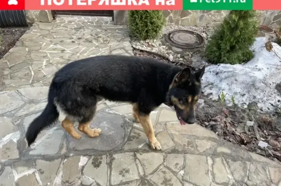 Собака немецкой овчарки найдена в Москве.