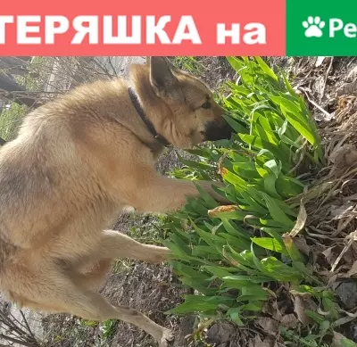 Найдена собака на ул. Братьев Кашириных