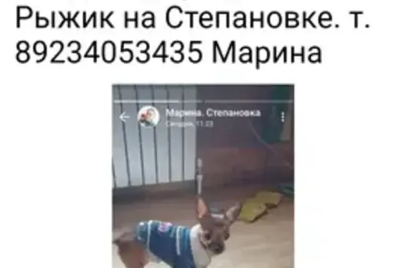 Найдена собака Рыжик без хвоста в Томске
