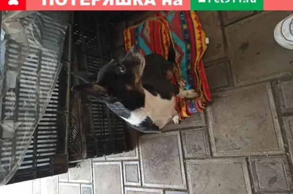 Найдена собака на А-136, 7-й км в Краснодаре
