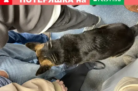 Найдена собака на Таганской Краснопресненской ветке в Москве